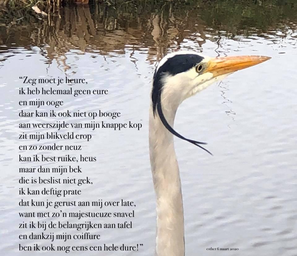 “zeg moet je heure,
ik heb helemaal geen eure
en mijn ooge
daar kan ik ook niet op booge
aan weerzijde van mijn kanppe kop
zit mijn blikveld erop
en zo zonder neuz
Kan ik best ruike, heus
maar dan mijn bek
die is beslist niet gek,
ik kan deftige prate
dat kun je aan mij over late,
want met zo’n majestueuze snavel
zit ik bij de belangrijken aan tafel
en dankzij mijn coiffure
ben ik ook nog eens een hele dure!”
